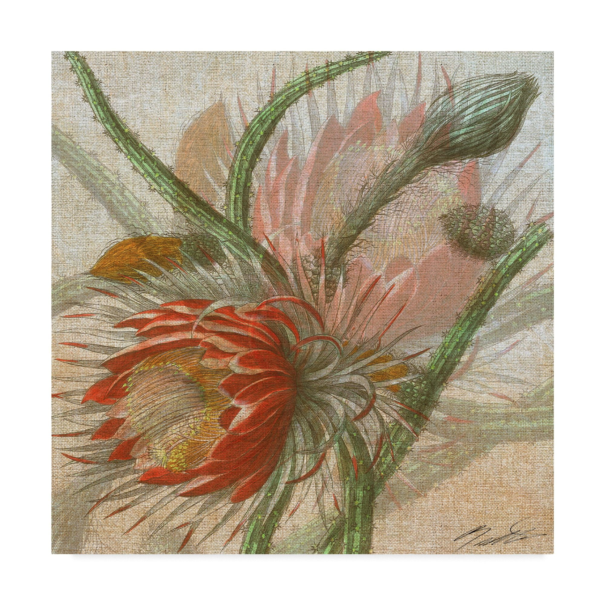Trademark Fine Art 'Desert Botanicals II' Canvas Art by John Butler