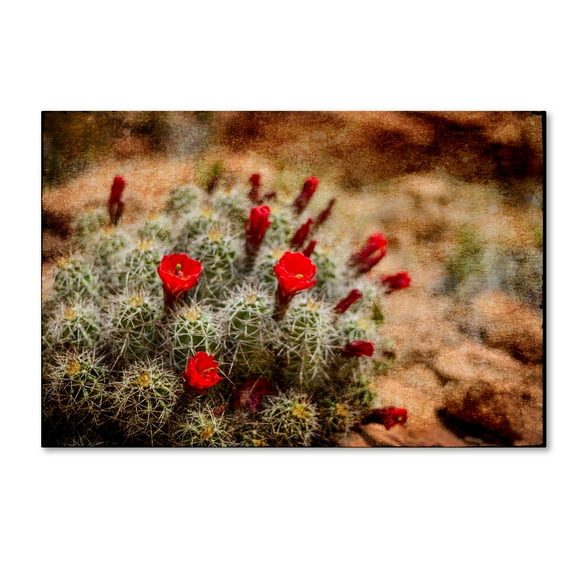 Trademark Fine Art 'Desert Flower 3' Canvas Art by LightBoxJournal