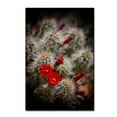 thumbnail image 1 of Trademark Fine Art 'Desert Flower 6' Canvas Art by LightBoxJournal, 1 of 3