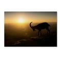 thumbnail image 1 of Trademark Fine Art 'Desert Wanderer' Canvas Art by Nadav Jonas, 1 of 3