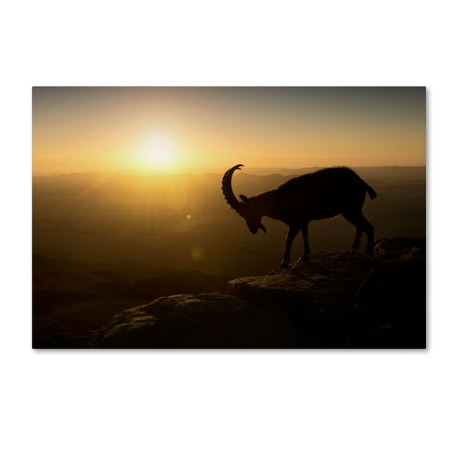 Trademark Fine Art 'Desert Wanderer' Canvas Art by Nadav Jonas