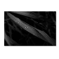 Trademark Fine Art 'Dew Drop' Canvas Art by Kouzou Nakano