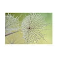 thumbnail image 1 of Trademark Fine Art Cora Niele Dewy Dandelion Canvas Wall Art - 30x47, 1 of 4