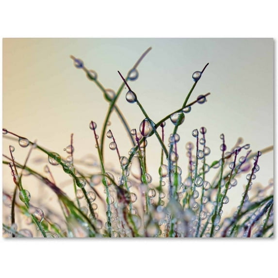 Trademark Fine Art 'Dewy Grass' Canvas Art by Cora Niele