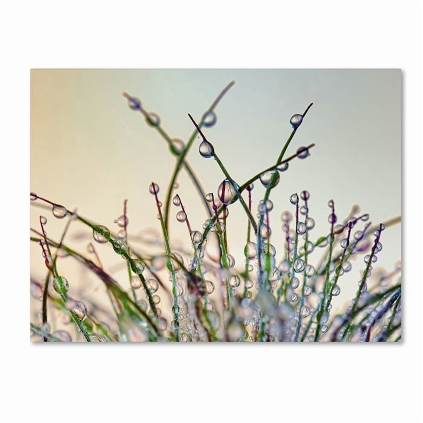 Trademark Fine Art 'Dewy Grass' Canvas Art by Cora Niele