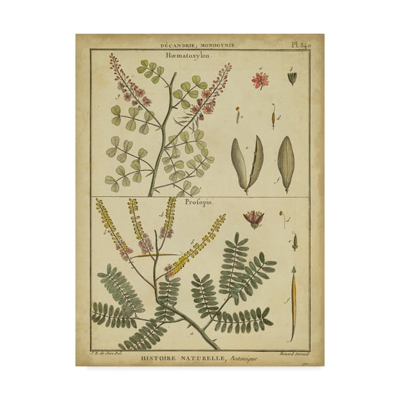 Trademark Fine Art 'Diderot Antique Ferns II' Canvas Art by Denis Diderot