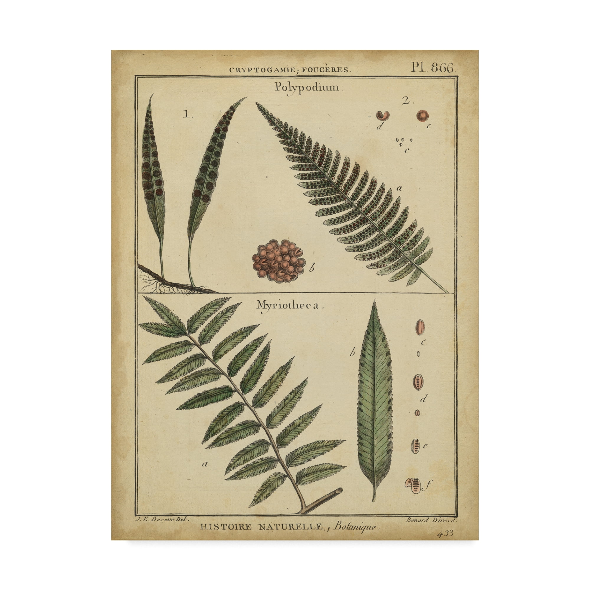 Mid-Century Modern Green and Tan Botanical Canvas Art