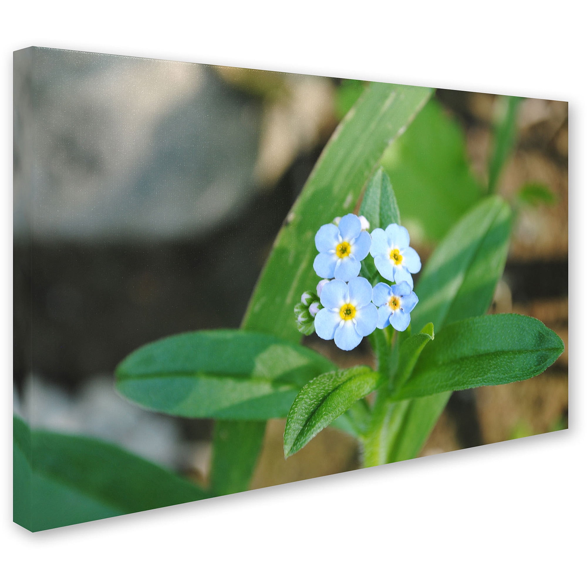 Trademark Fine Art "Dignified Characteristic" Canvas Art by Monica Fleet