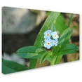 thumbnail image 1 of Trademark Fine Art "Dignified Characteristic" Canvas Art by Monica Fleet, 1 of 4