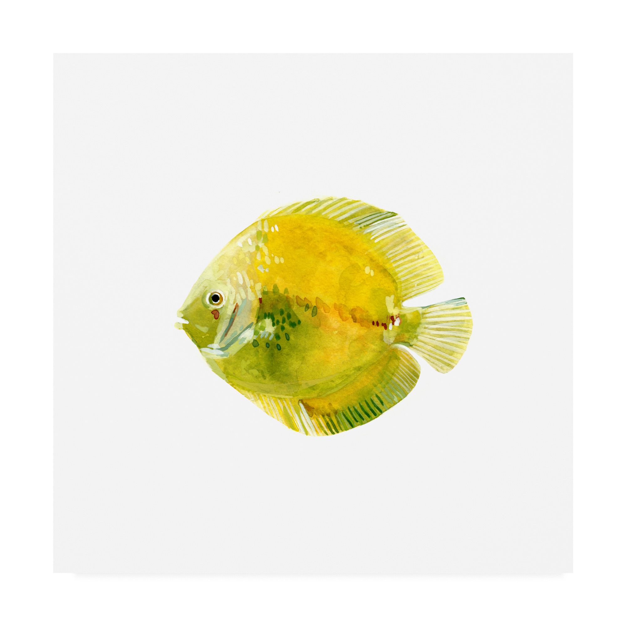 Trademark Fine Art 'Discus Fish I' Canvas Art by Emma Scarvey