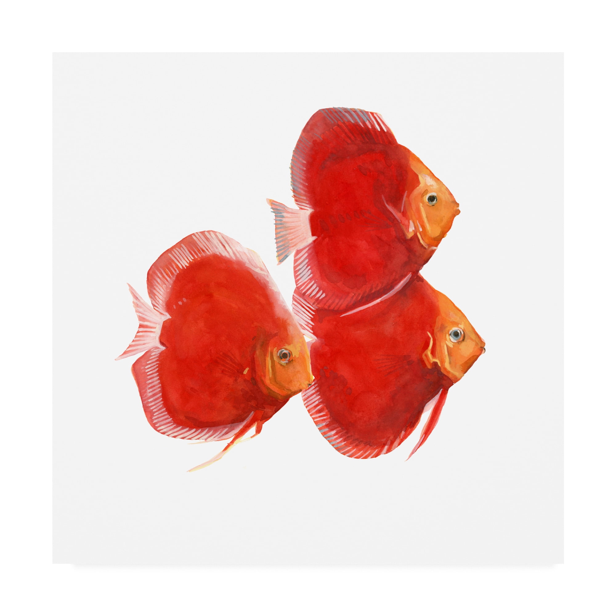 Trademark Fine Art 'Discus Fish VI' Canvas Art by Emma Scarvey