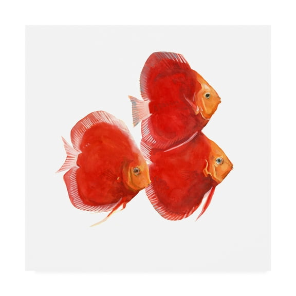 Trademark Fine Art 'Discus Fish VI' Canvas Art by Emma Scarvey