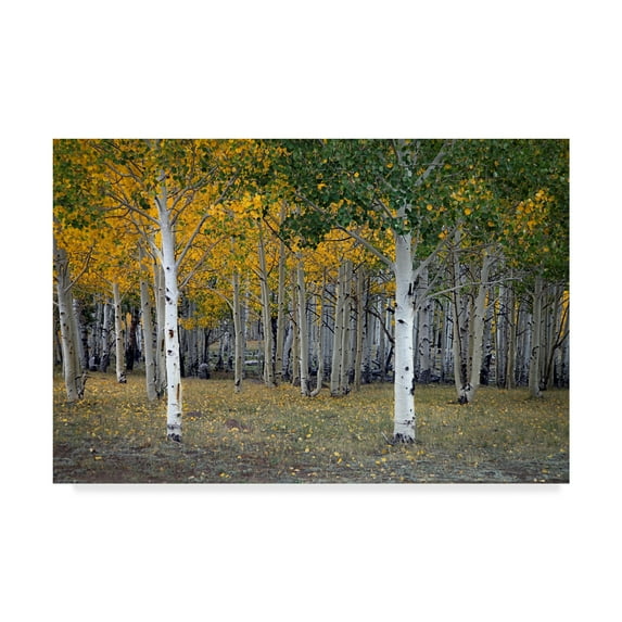 Trademark Fine Art 'Dixie Forest, Ut' Canvas Art by J.D. Mcfarlan