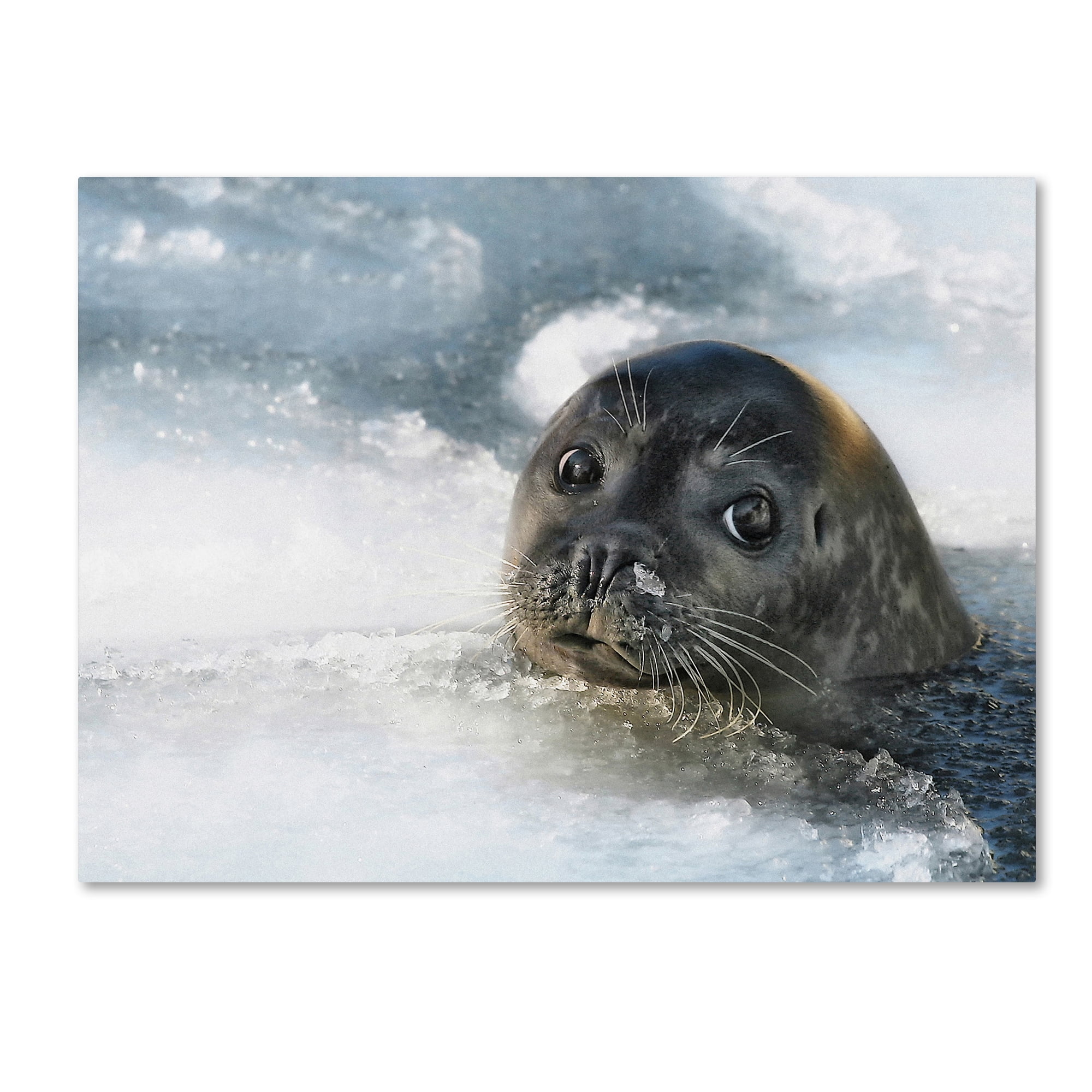 Holger Droste Seal in Icy Water Canvas Art 20" x 25"