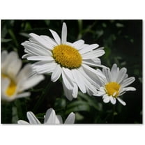 Trademark Fine Art "Dominating Beauty" Canvas Art by Monica Fleet