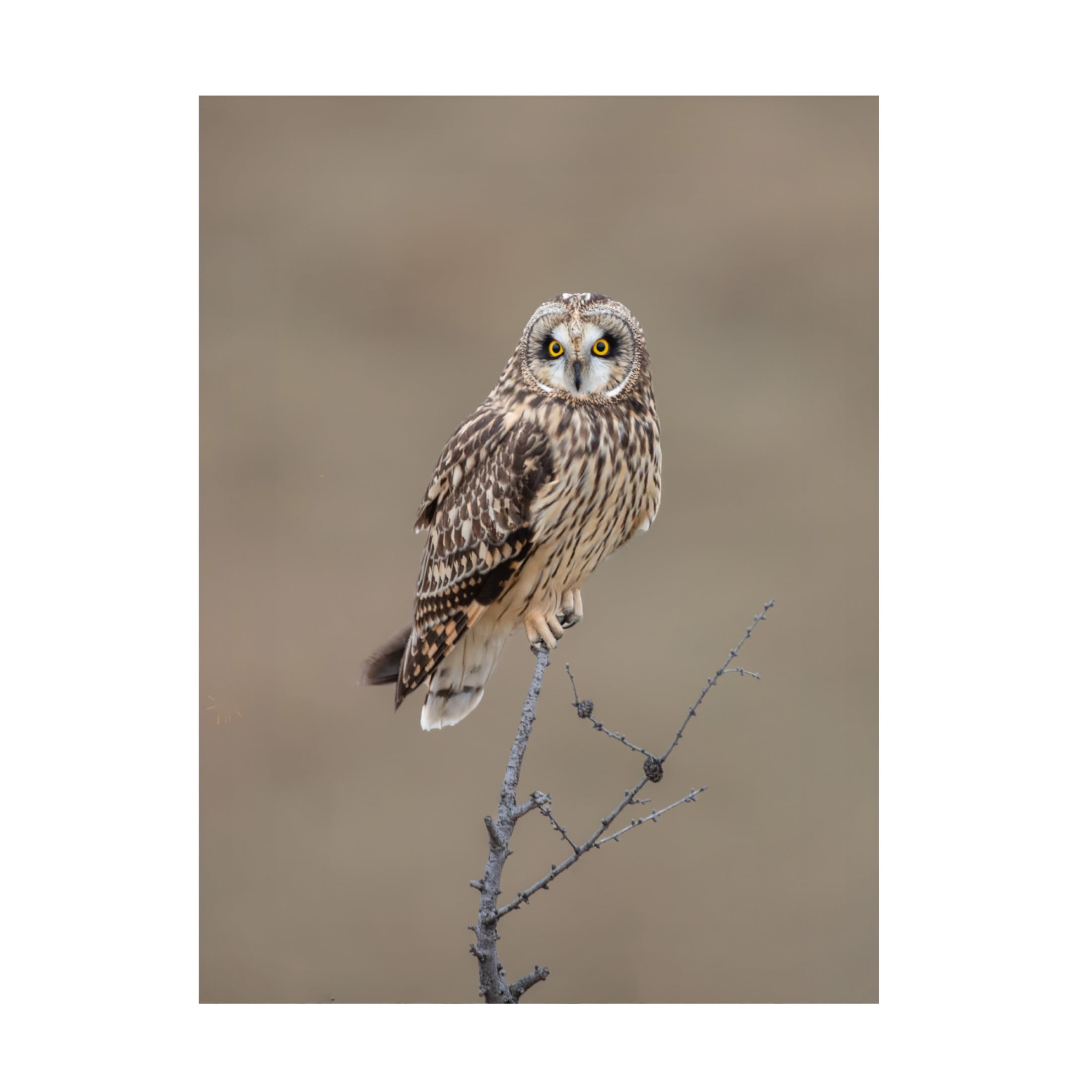 Trademark Fine Art Donald Luo Short Eared Owl Canvas Wall Art