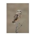 thumbnail image 1 of Trademark Fine Art Donald Luo Short Eared Owl Canvas Wall Art, 1 of 4