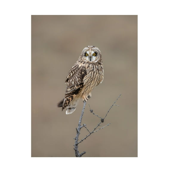 Trademark Fine Art Donald Luo Short Eared Owl Canvas Wall Art