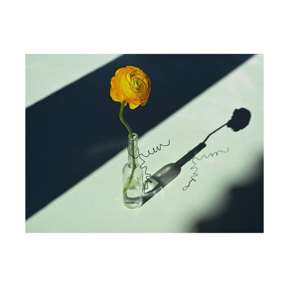 Trademark Fine Art Donatella Basso Light a Shadow Canvas Wall Art