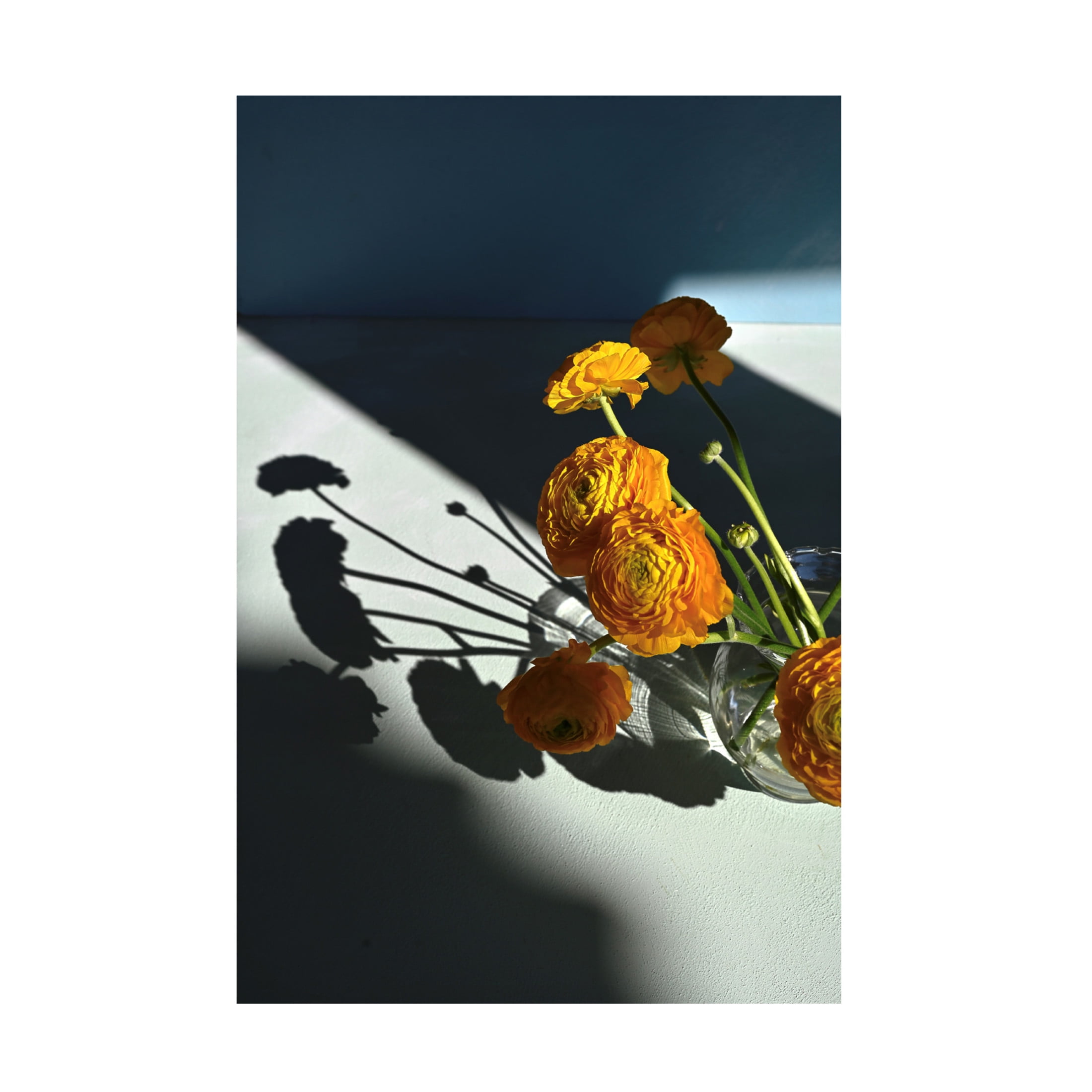 Trademark Fine Art Donatella Basso Yellow buttercups Canvas Wall Art