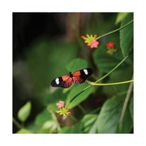 Trademark Fine Art 'Doris Longwing Butterfly' Canvas Art by Kurt Shaffer