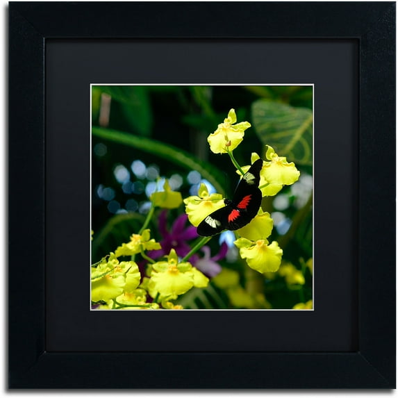 Trademark Fine Art "Doris Longwing Butterfly on Orchid" Canvas Art by Kurt Shaffer, Black Matte, Black Frame