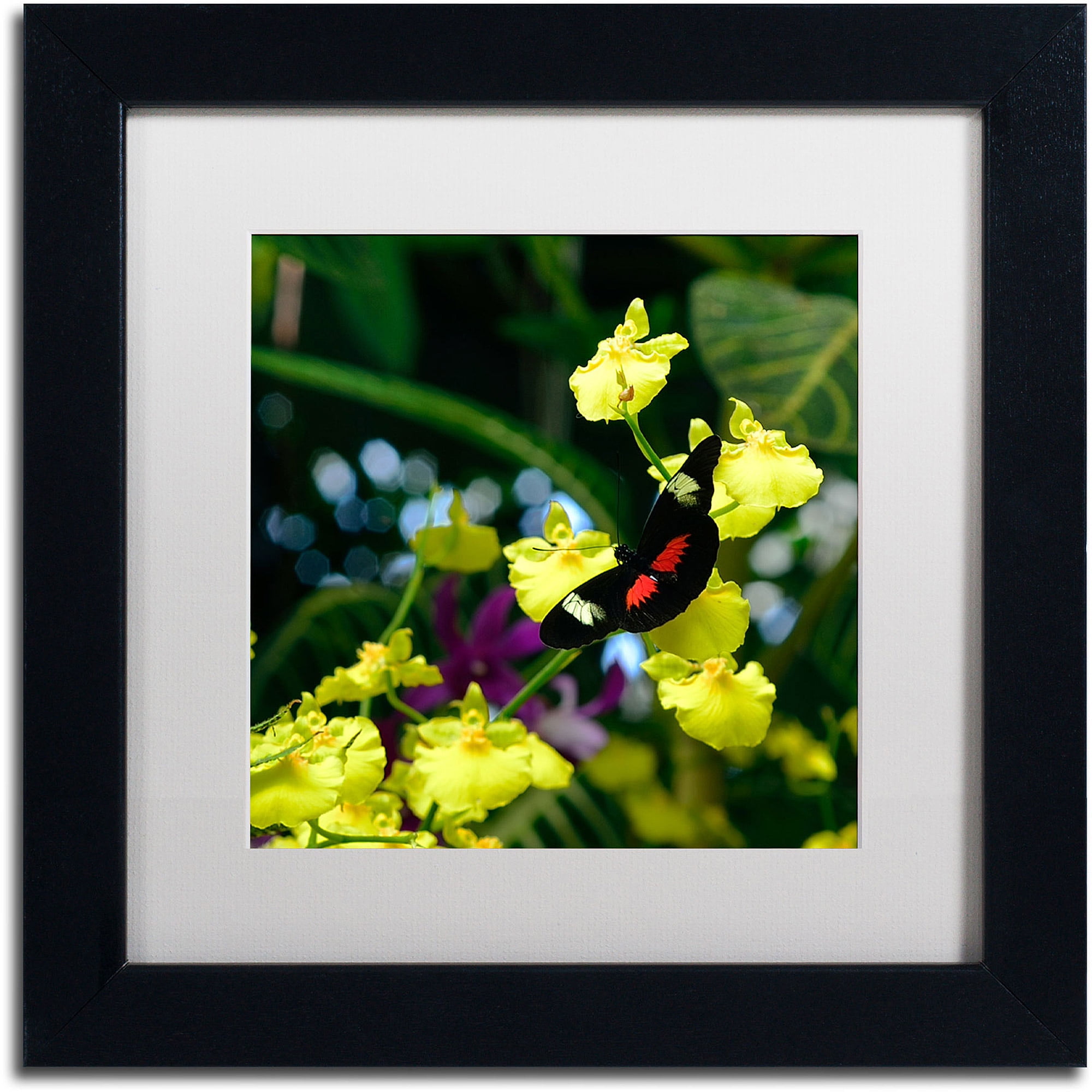 Trademark Fine Art "Doris Longwing Butterfly on Orchid" Canvas Art by Kurt Shaffer, White Matte, Black Frame