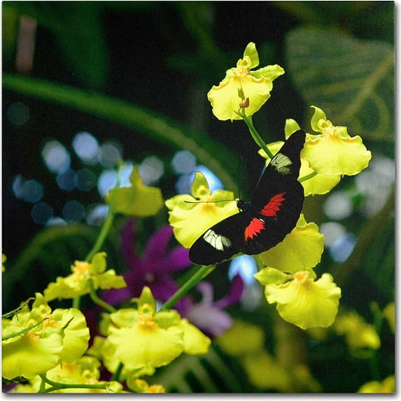 Trademark Fine Art "Doris Longwing Butterfly on Orchid" Canvas Art by Kurt Shaffer