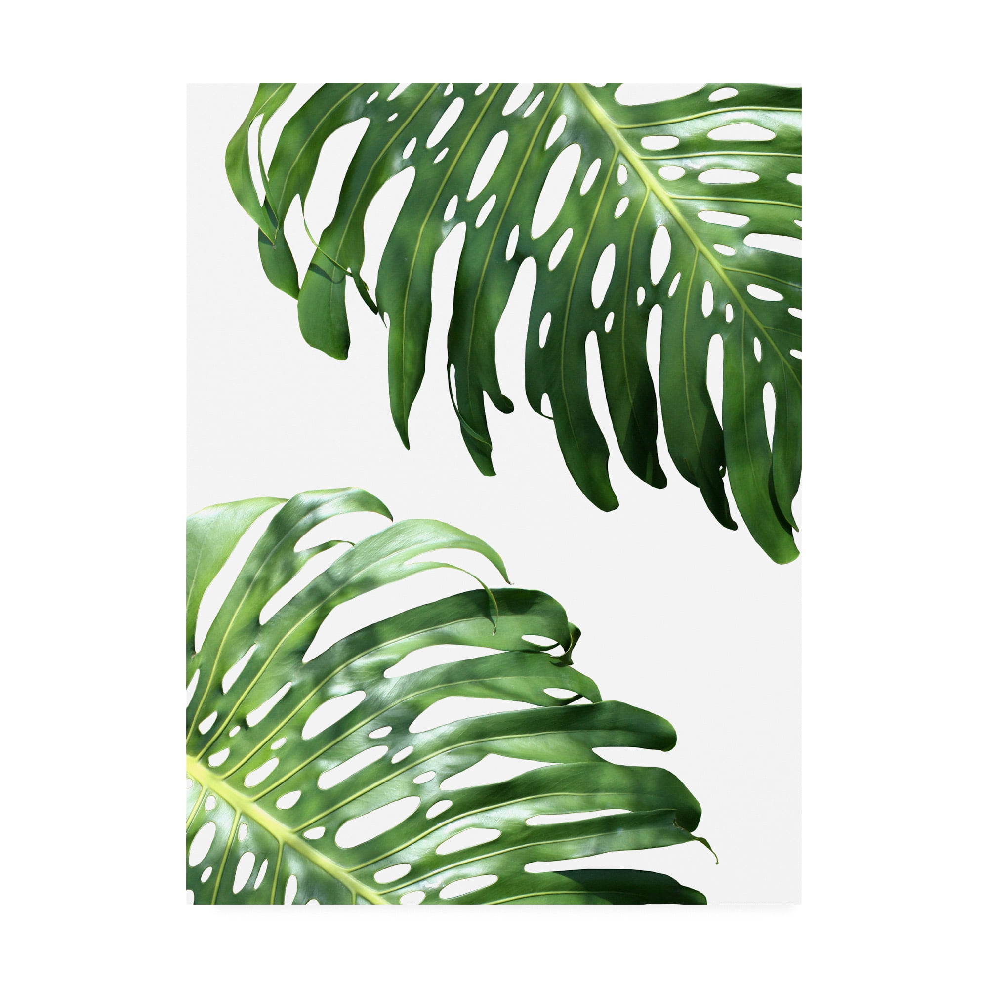 Trademark Fine Art 'Double Philodendron (color)' Canvas Art by Lexie Gree
