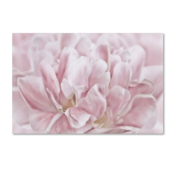Trademark Fine Art 'Double Pink Tulip' Canvas Art by Cora Niele