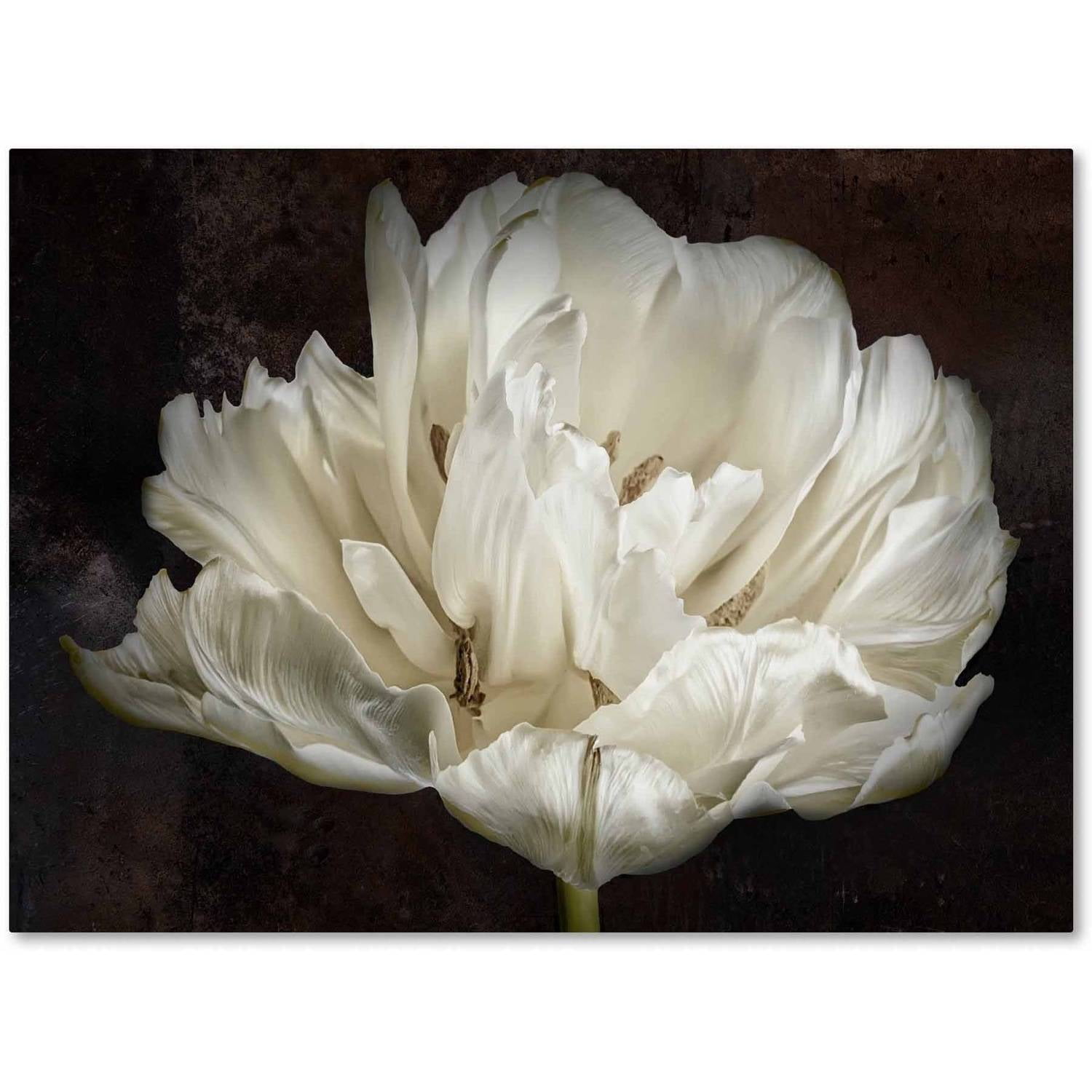 Large White Tulip on Dark Brown Canvas Art with Hidden Frame