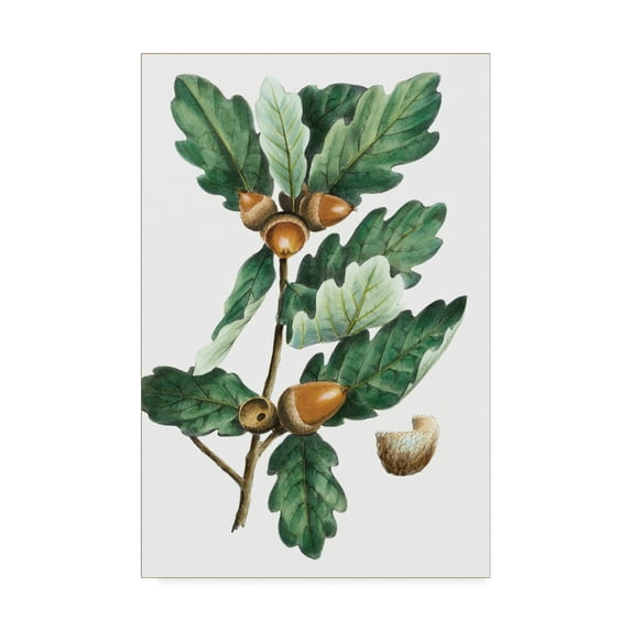 Trademark Fine Art 'Douglas Oak' Canvas Art by Thomas Nuttall