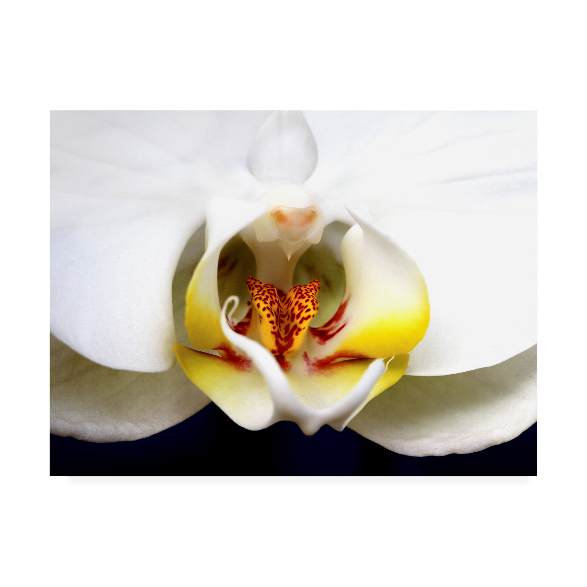 Trademark Fine Art 'Dove Orchid' Canvas Art by Dana Brett Munich