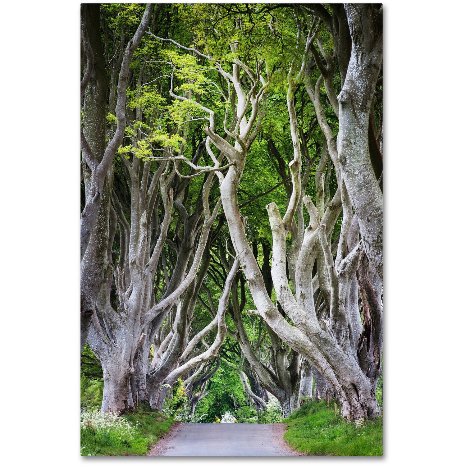 Trademark Fine Art "Down There" Canvas Art by Philippe Sainte-Laudy