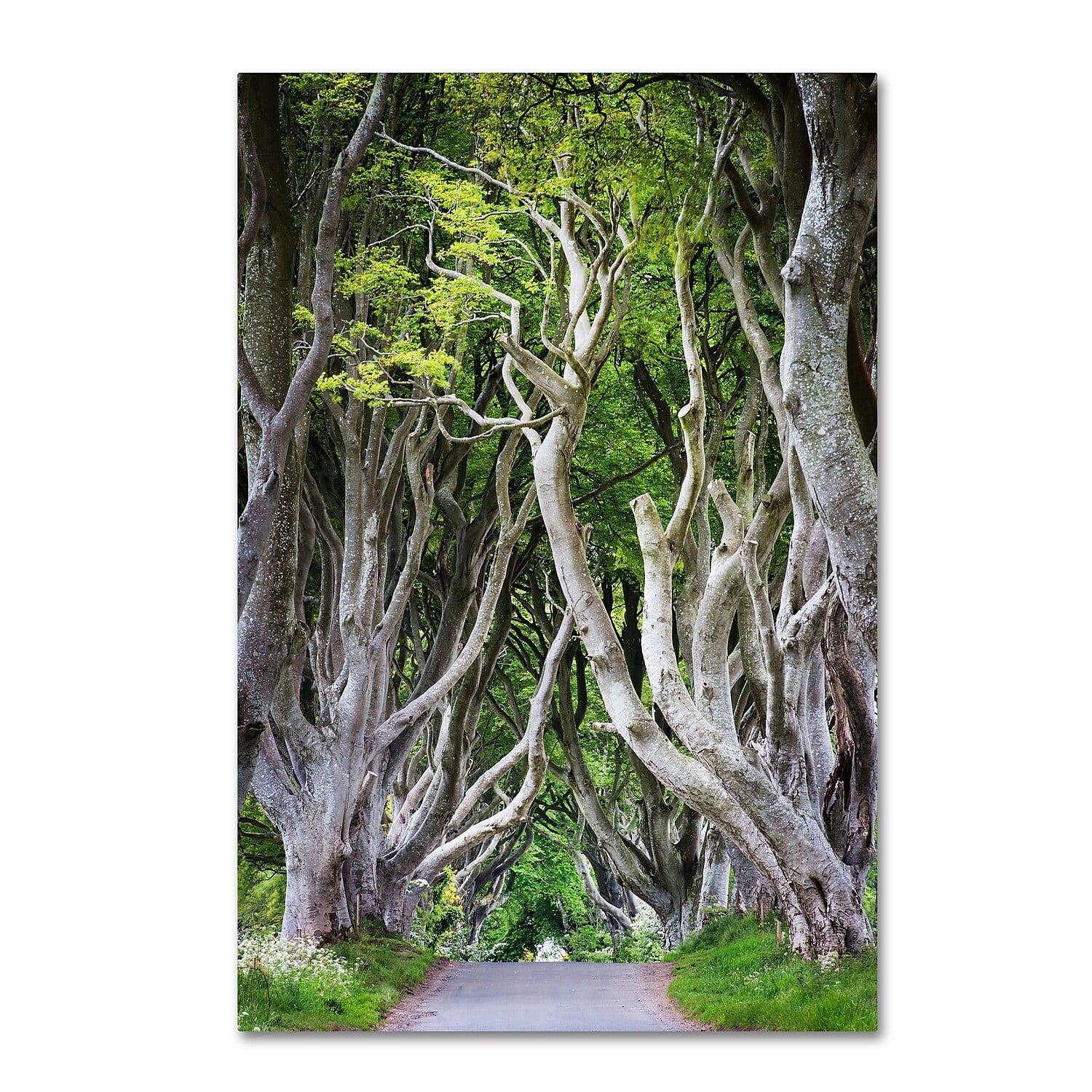 Trademark Fine Art "Down There" Canvas Art by Philippe Sainte-Laudy