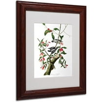 Trademark Fine Art "Downy Woodpecker" Canvas Art by John James Audubon, Wood Frame