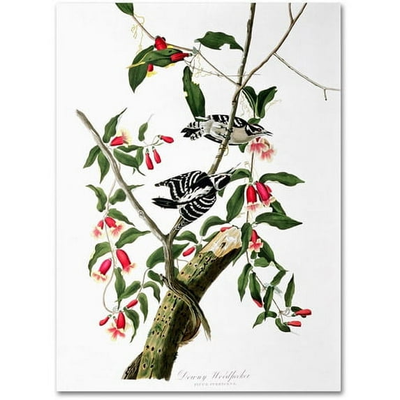 Trademark Fine Art "Downy Woodpecker" Canvas Art by John James Audubon