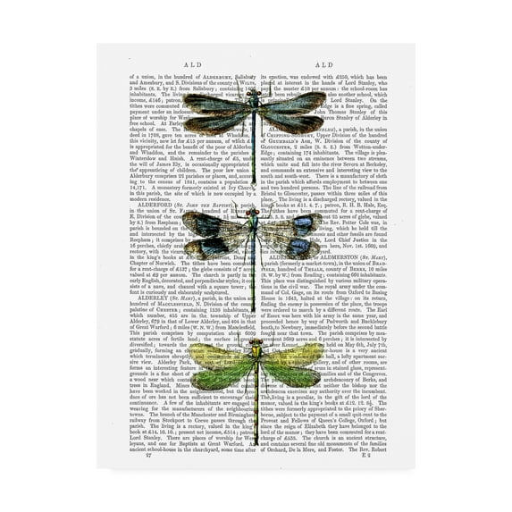 Trademark Fine Art 'Dragonflies Print 2' Canvas Art by Fab Funky