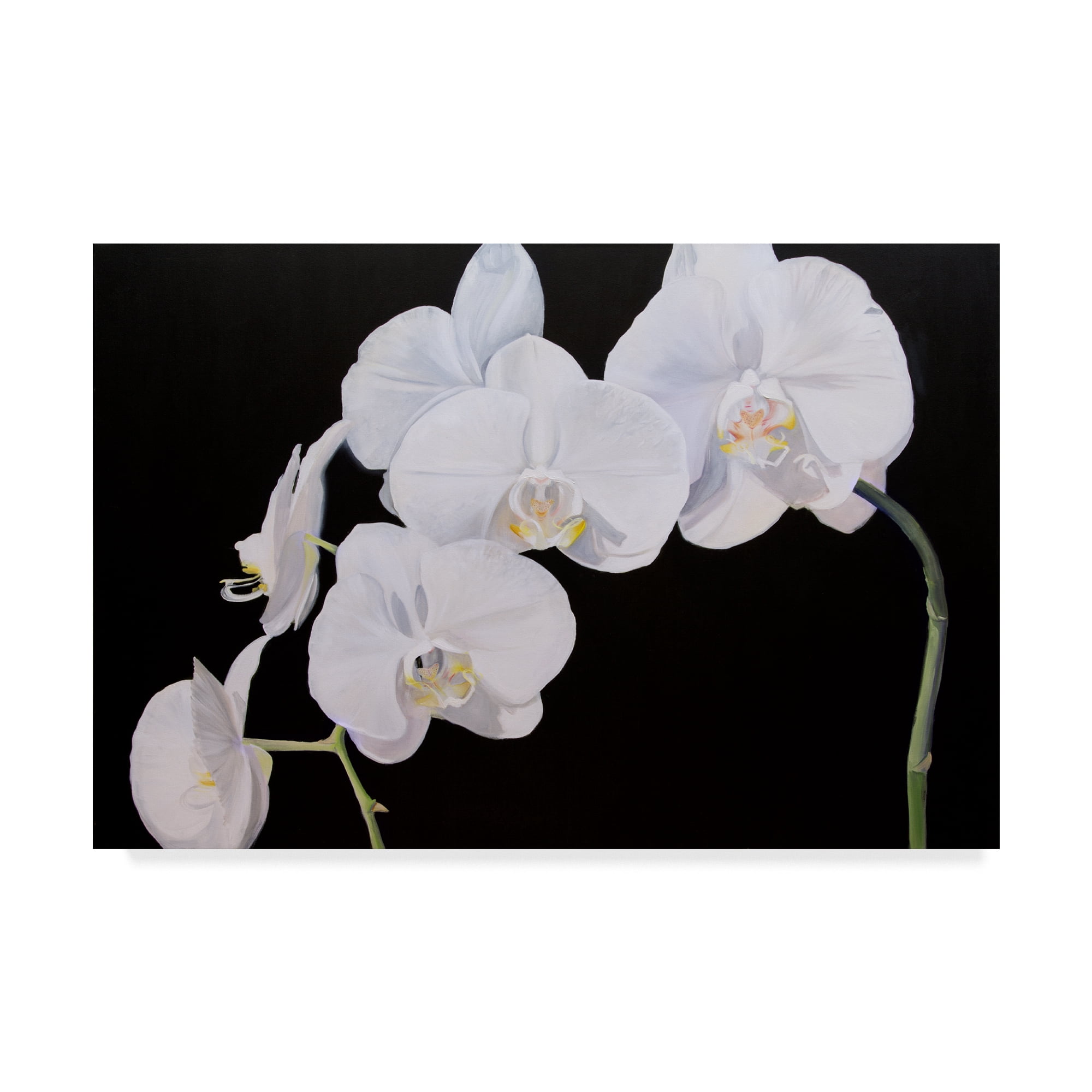 Trademark Fine Art 'Dramatic Orchids I' Canvas Art by Sandra Iafrate