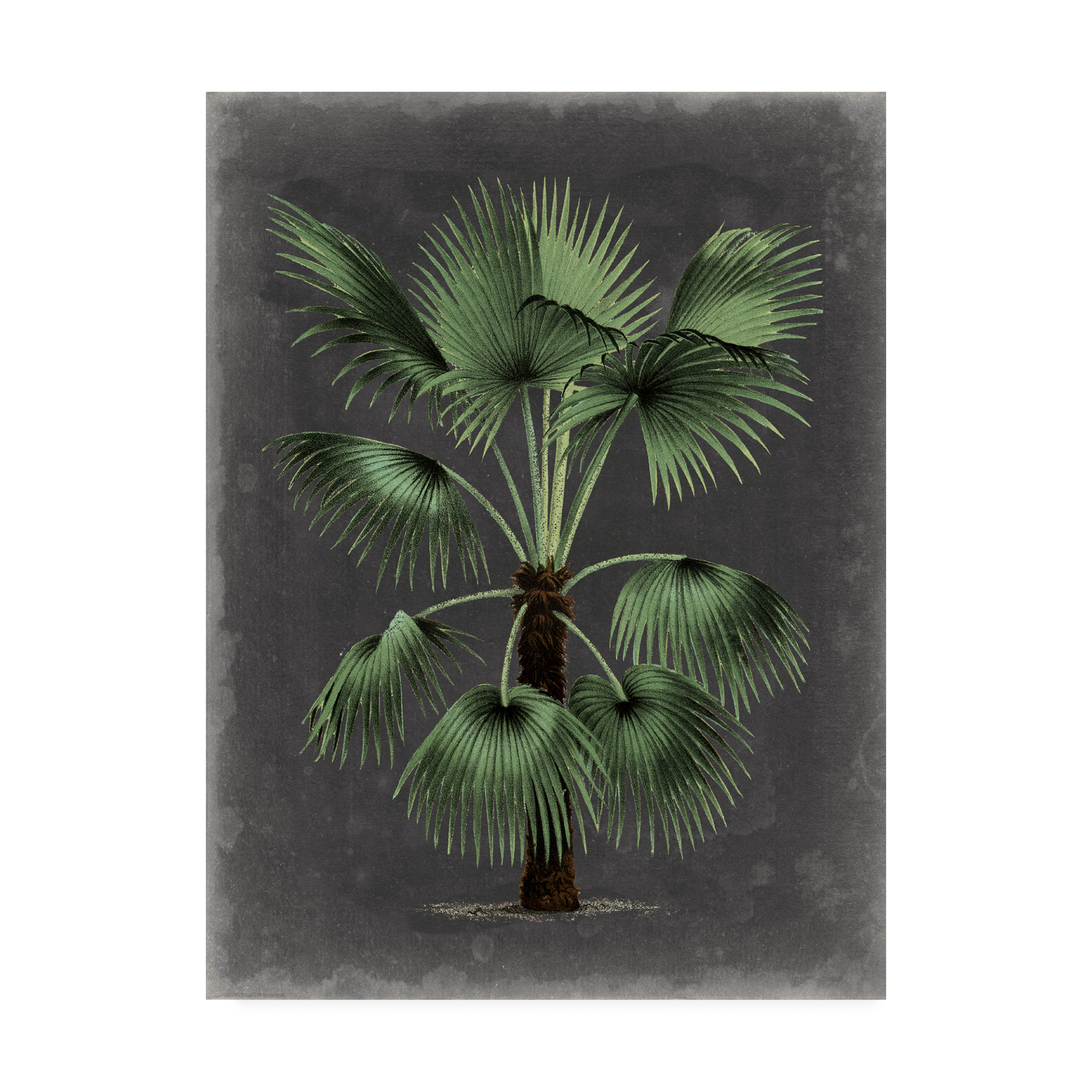 Trademark Fine Art 'Dramatic Palm II' Canvas Art by Vision Studio