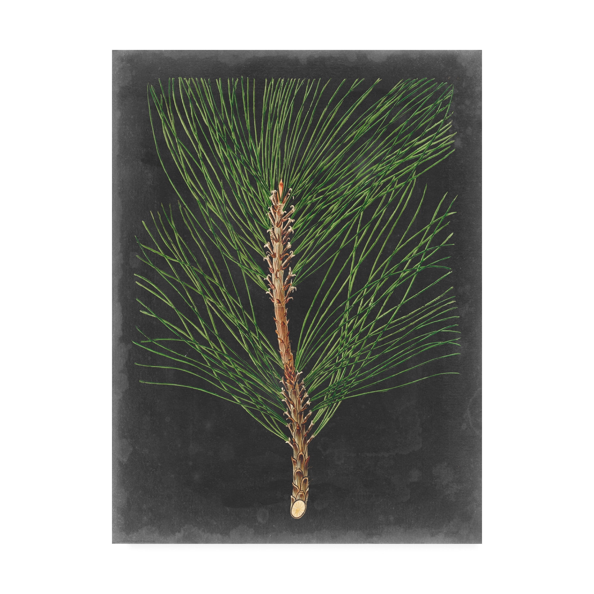 Trademark Fine Art 'Dramatic Pine I' Canvas Art by Vision Studio