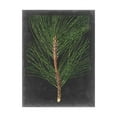 thumbnail image 1 of Trademark Fine Art 'Dramatic Pine I' Canvas Art by Vision Studio, 1 of 3