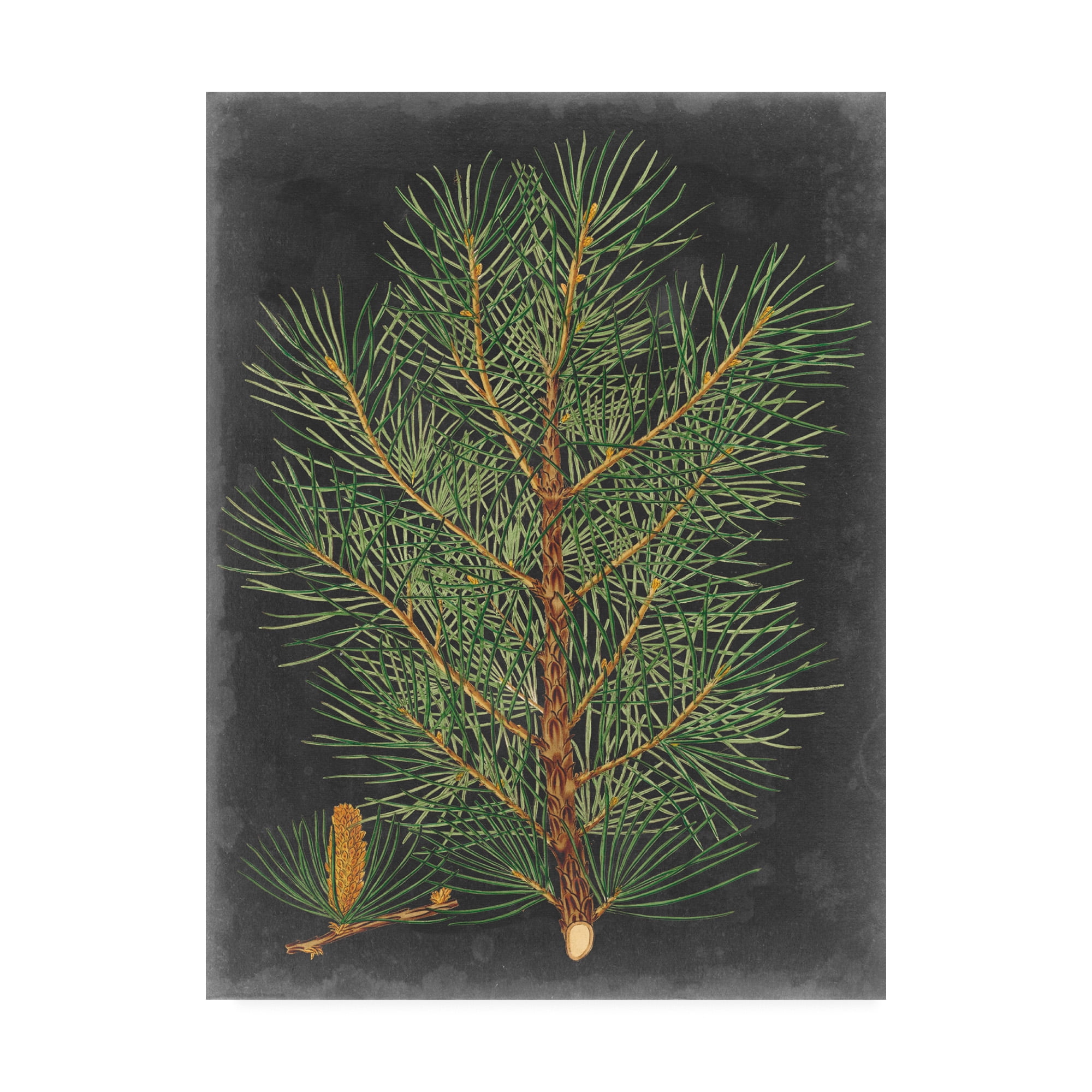 Trademark Fine Art 'Dramatic Pine Ii' Canvas Art by Vision Studio