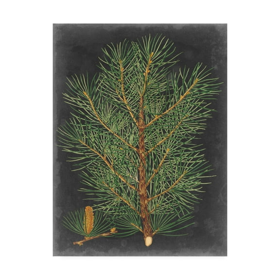 Trademark Fine Art 'Dramatic Pine Ii' Canvas Art by Vision Studio