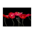 thumbnail image 1 of Trademark Fine Art 'Dramatic Poppies' Canvas Art by Sandra Iafrate, 1 of 4
