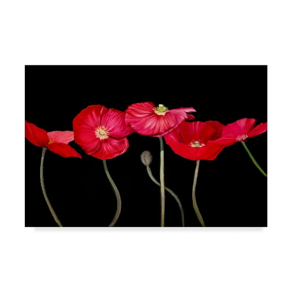 Trademark Fine Art 'Dramatic Poppies' Canvas Art by Sandra Iafrate