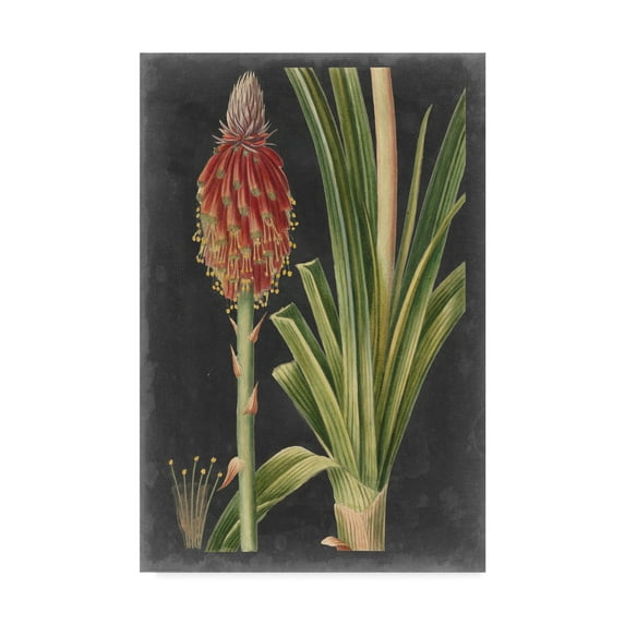 Trademark Fine Art 'Dramatic Tropicals IV' Canvas Art by Vision Studio