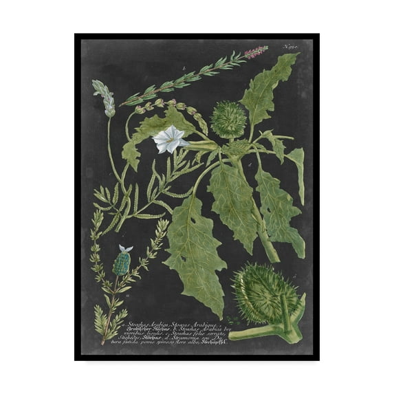 Trademark Fine Art 'Dramatic Weinmann Greenery II' Canvas Art by Vision Studio