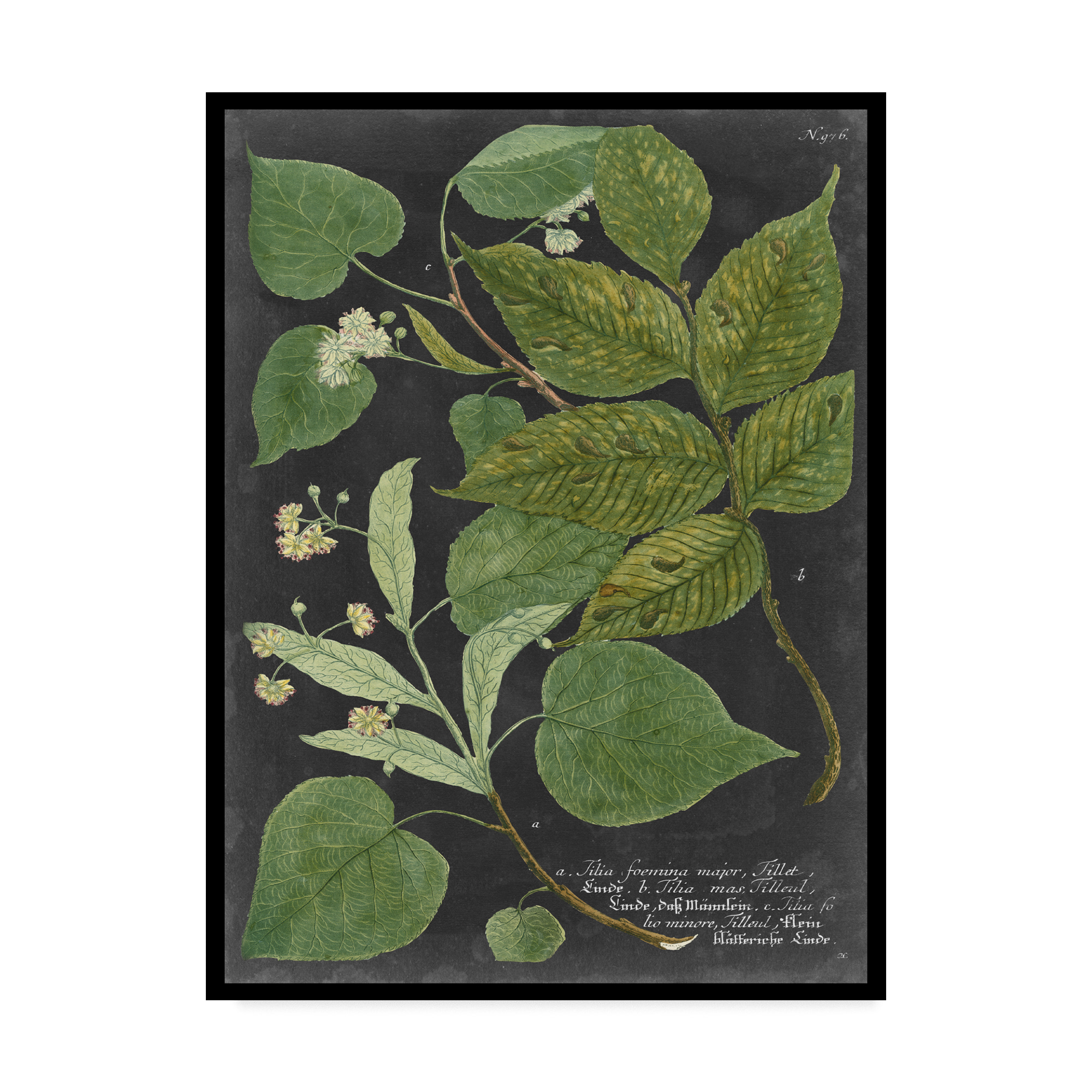 Trademark Fine Art 'Dramatic Weinmann Greenery III' Canvas Art by Vision Studio