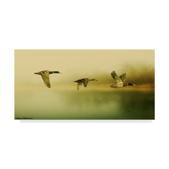 Trademark Fine Art 'Ducks Flying' Canvas Art by Carlos Casamayor